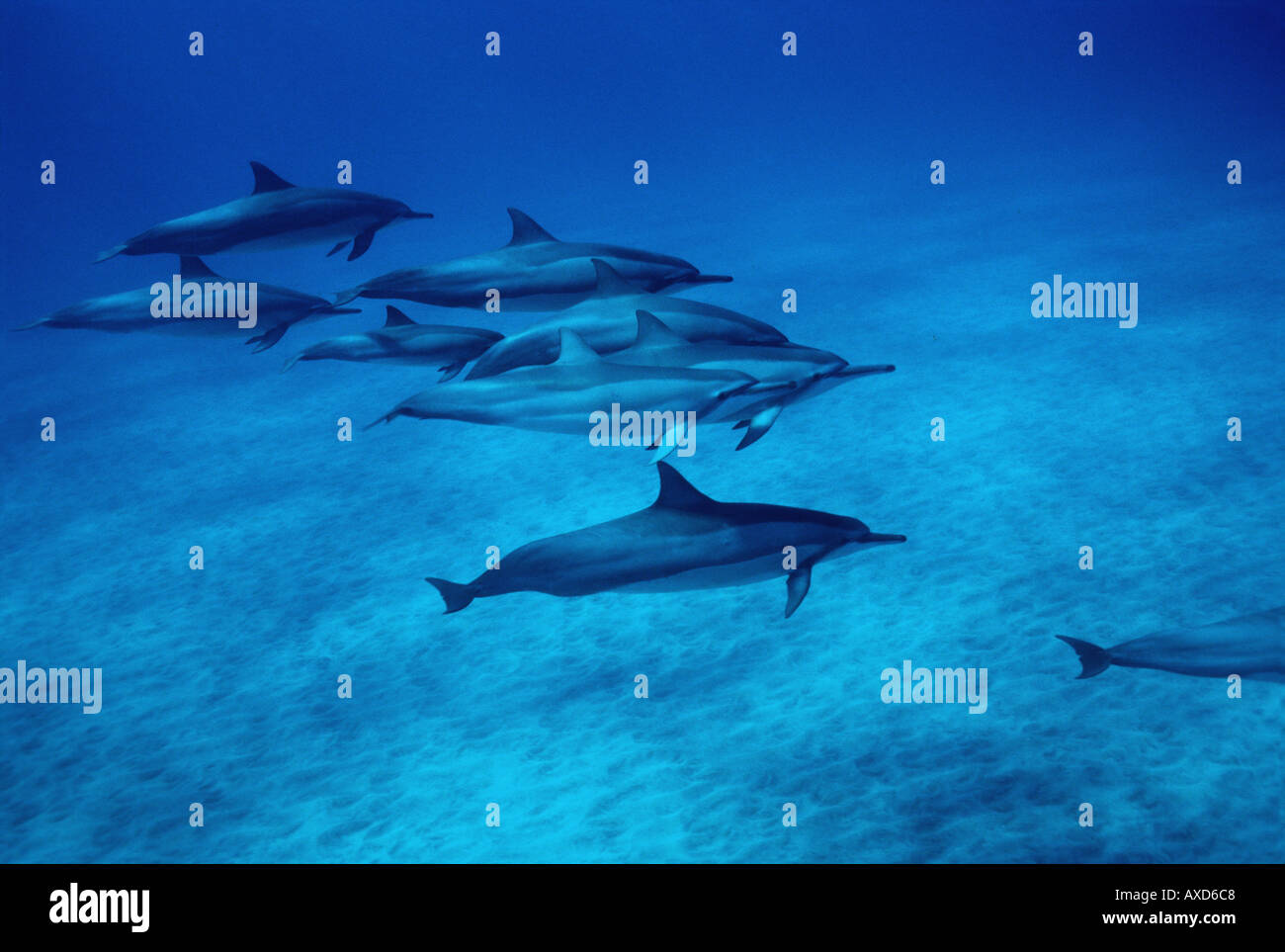 Spinner dolphins Stenella longirostris often select bays with sandy bottoms to rest in Hawaii  Stock Photo