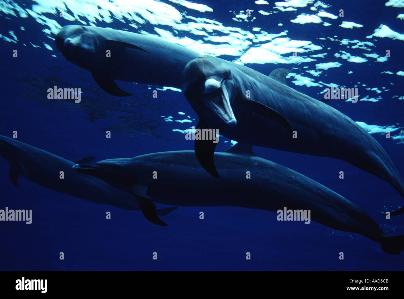 Pacific spotted dolphin Stenella attenuata travel in large groups in open ocean and rarely venture into shallow water preferri Stock Photo