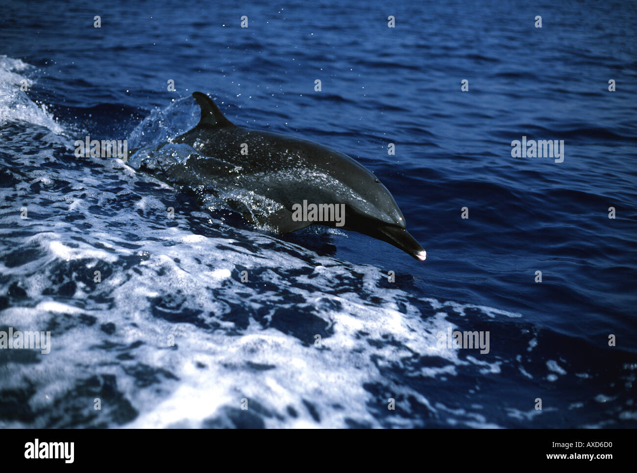 This leaping Pacific spotted dolphin Stenella attenuata displays the characteristic white nose of this species Hawaii  Stock Photo