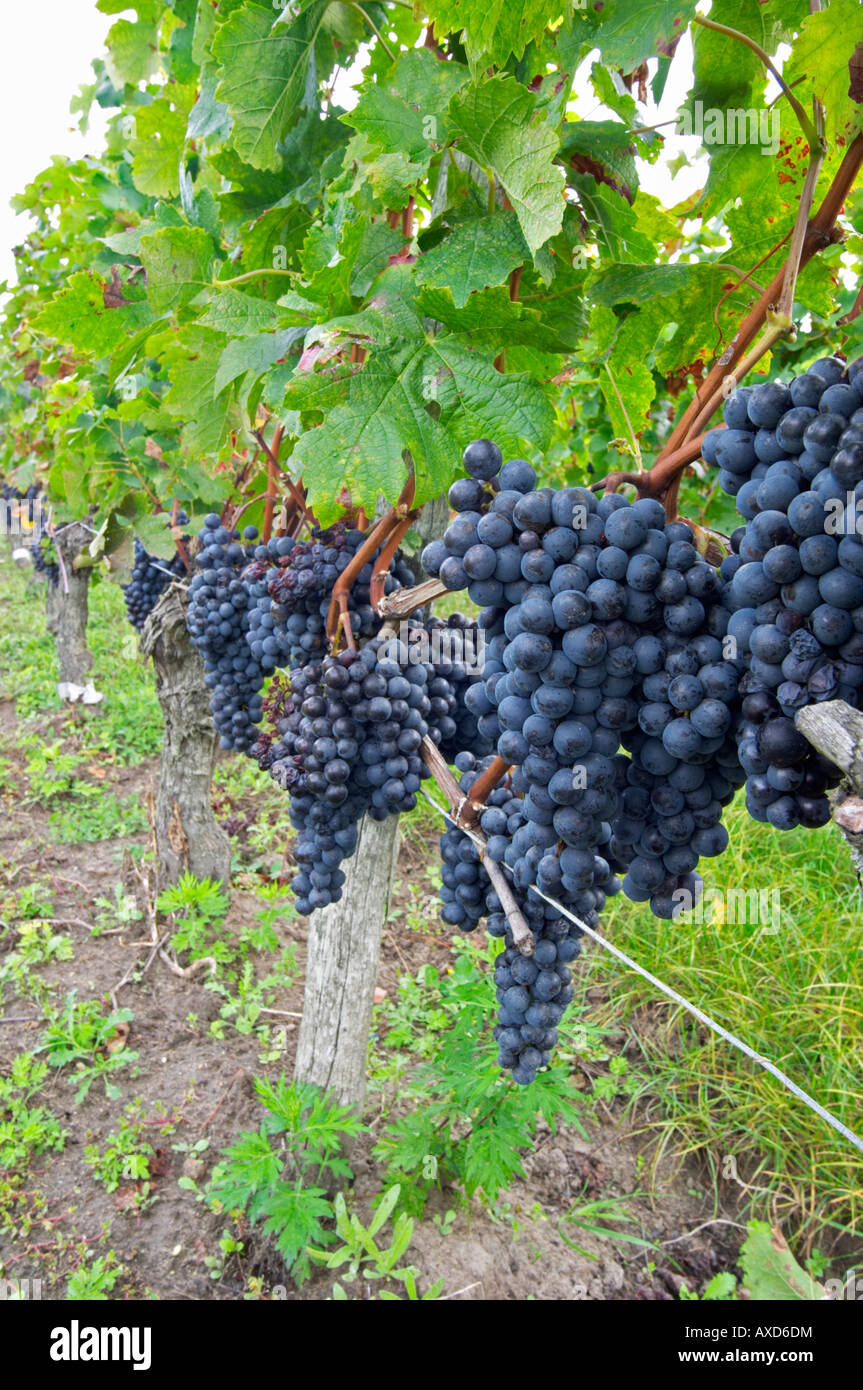 Bunches of ripe grapes. Merlot. Chateau Grand Corbin Despagne, Saint Emilion Bordeaux France Stock Photo