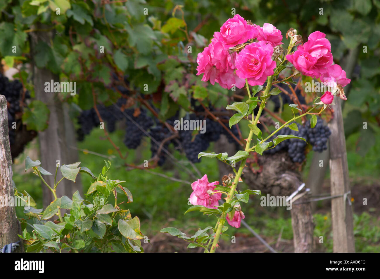 Roses in the vineyard. Chateau Grand Corbin Despagne, Saint Emilion Bordeaux France Stock Photo