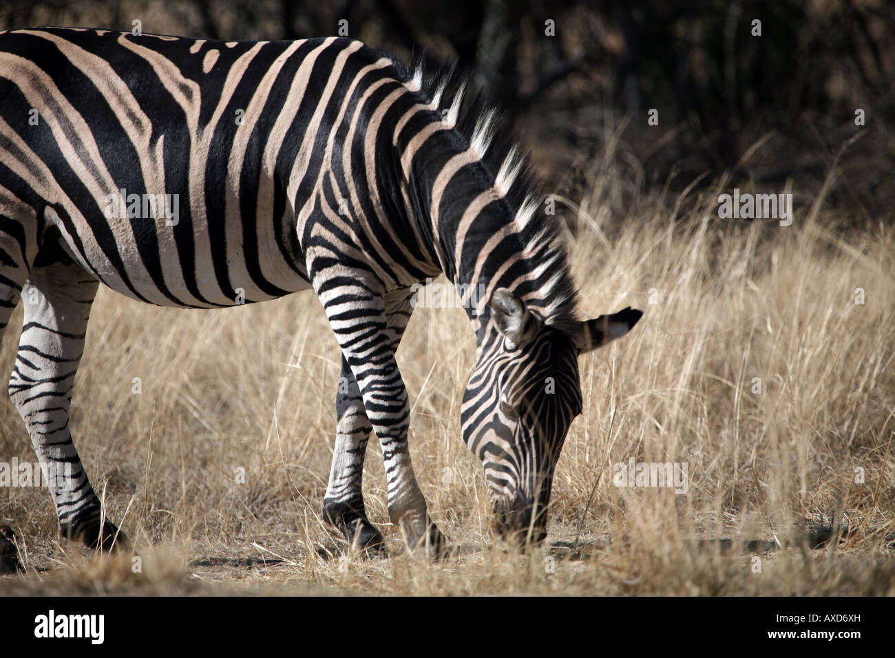 Plains Zebra eating Stock Photo Alamy