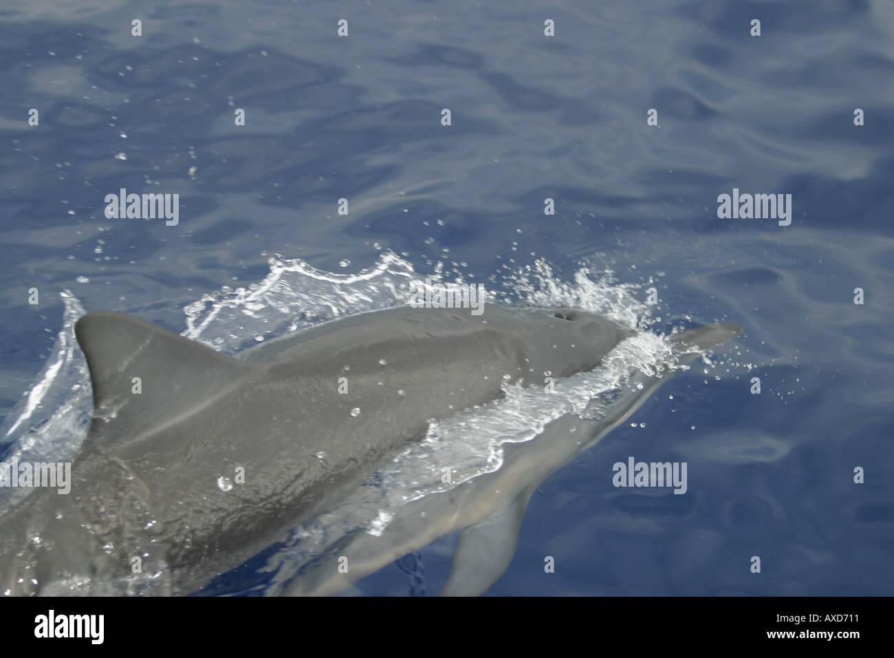 In a split second manuver performed thoughtlessly thousands of times each day this spinner dolphin Stenella longirostris has  Stock Photo