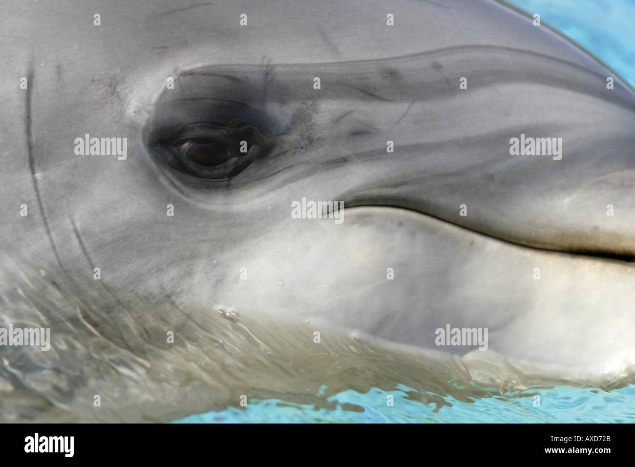A Close Look At The Eye Of A Bottlenose Dolphin Tursiops Truncatus