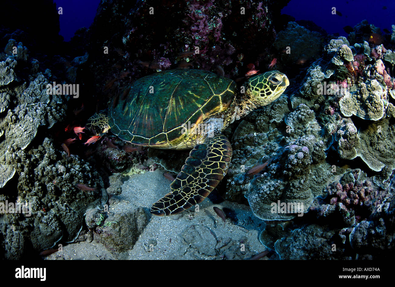 Air breathers green sea turtles Chelonia mydas resting in crevices on the reef can stay submerged for hours at night Hawaii Stock Photo