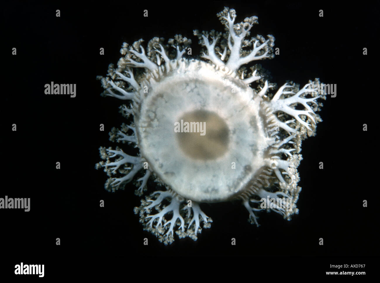 Upsidedown jellyfish Cassiopea xamachana are frequently seen resting on sandy bottoms Indonesia  Stock Photo