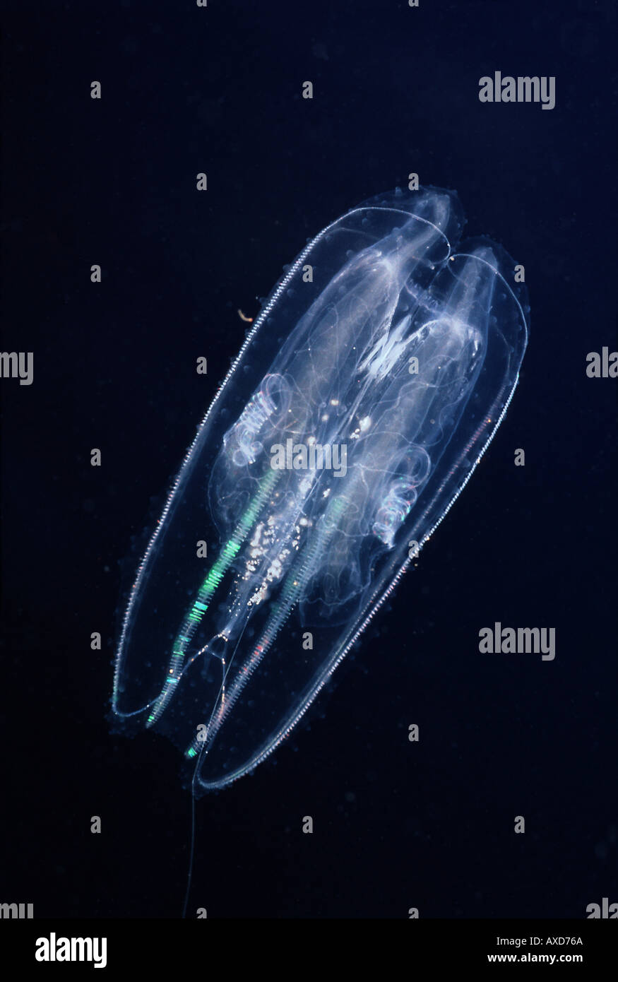 This ctenophore Leucothea multicornis is also commonly referred to as a winged comb jelly Hawaii  Stock Photo