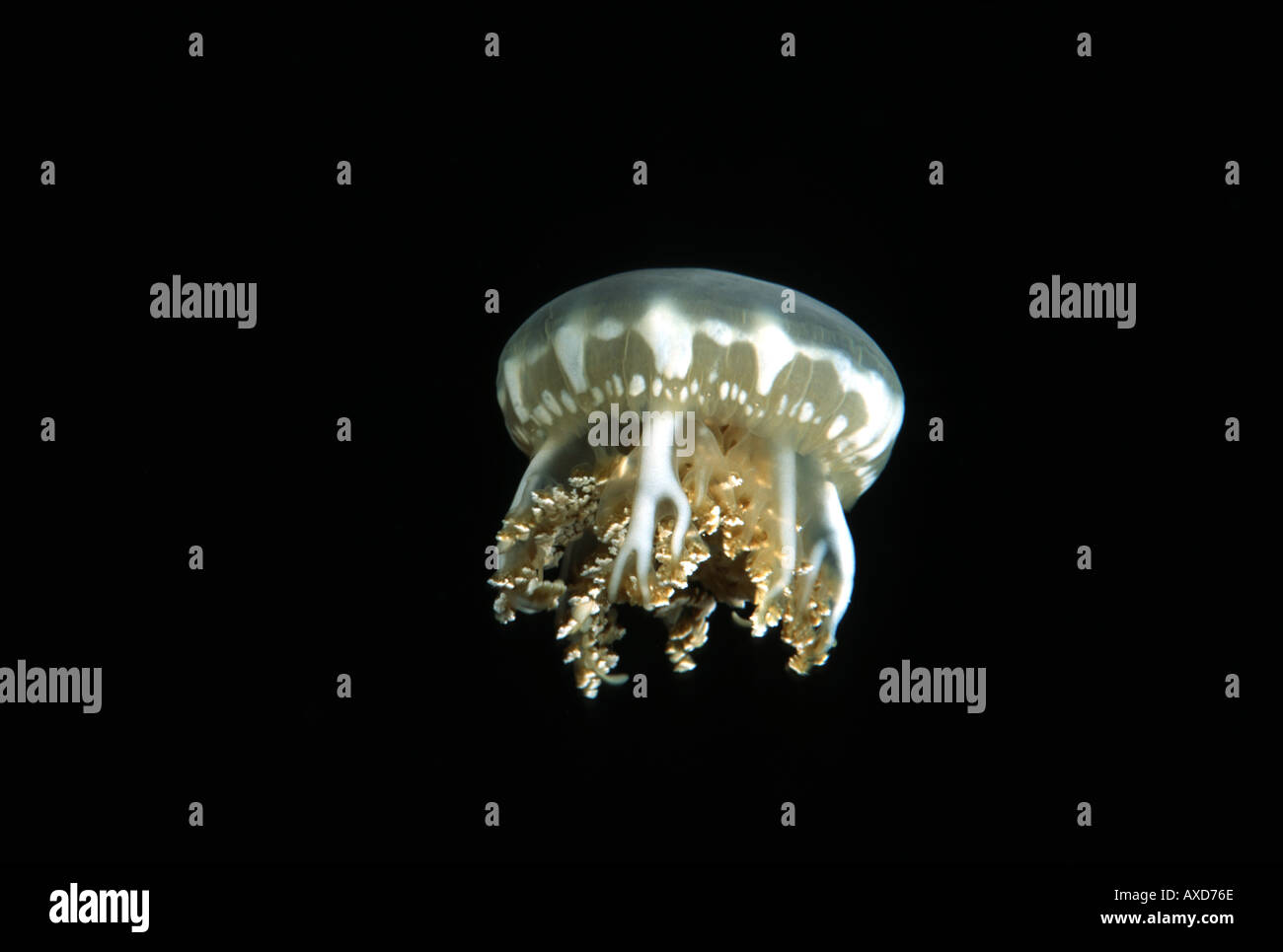 Upside down jellyfish Cassiopea xamachana Indonesia Stock Photo - Alamy