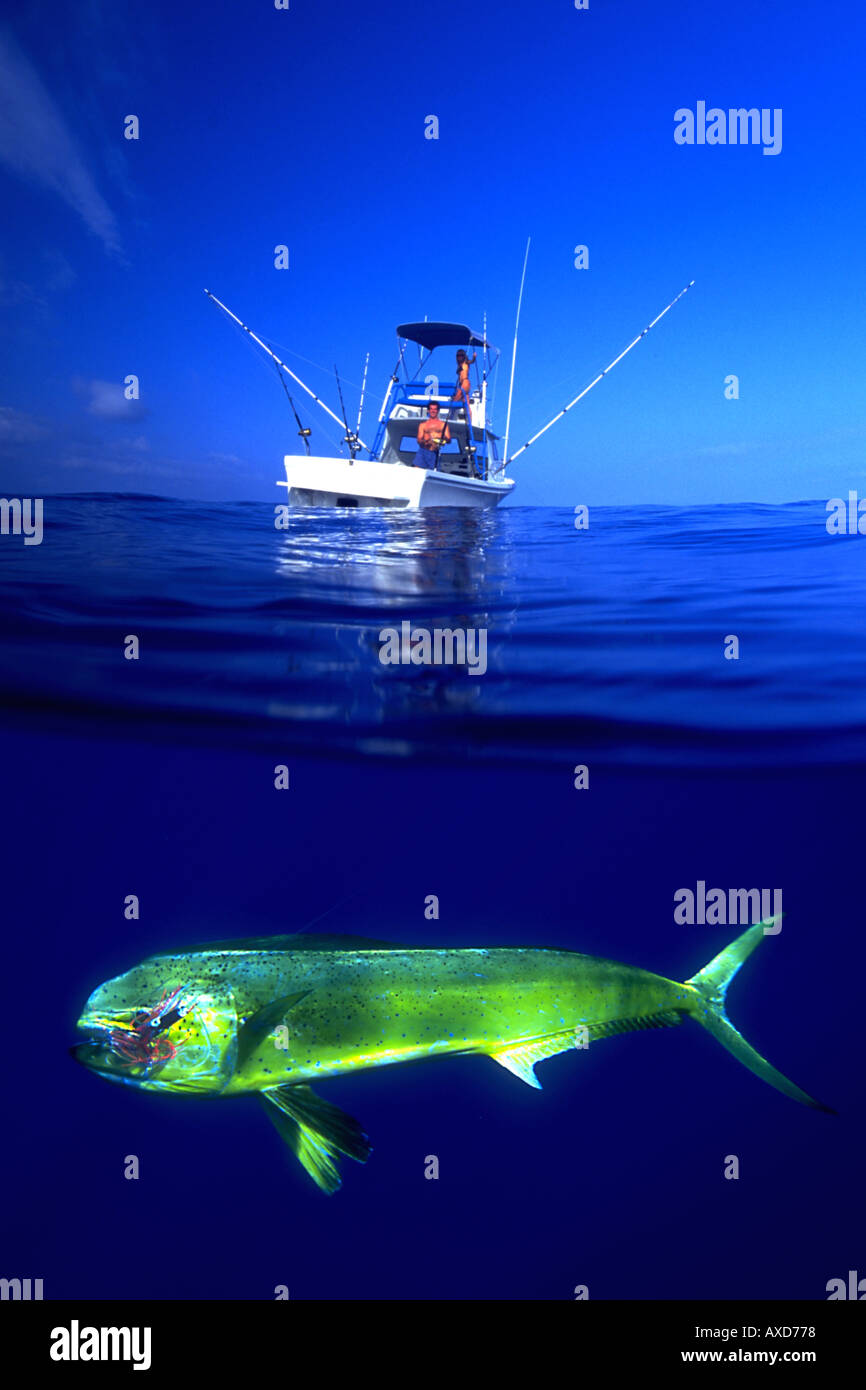 Mahi Mahi Coryphaena hippurus also known as a dorado or dolphin fish