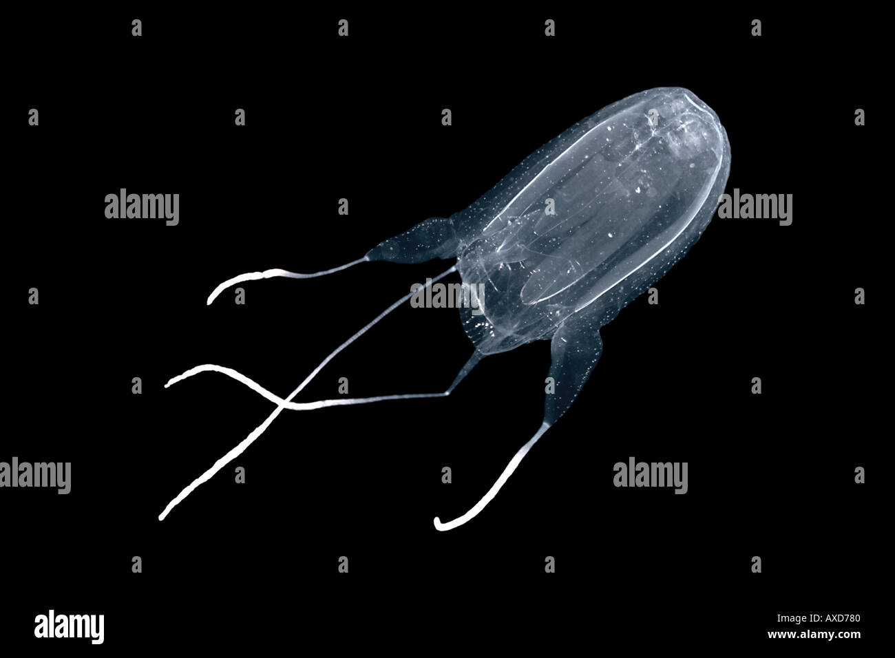 Box jellyfish sting hires stock photography and images Alamy