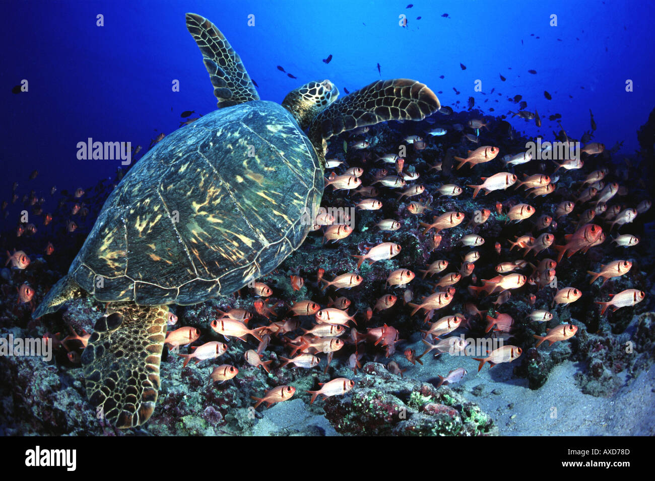 Green sea turtle Chelonia mydas and shoulderbar soldierfish Myripristis kuntee Hawaii Digital composite  Stock Photo