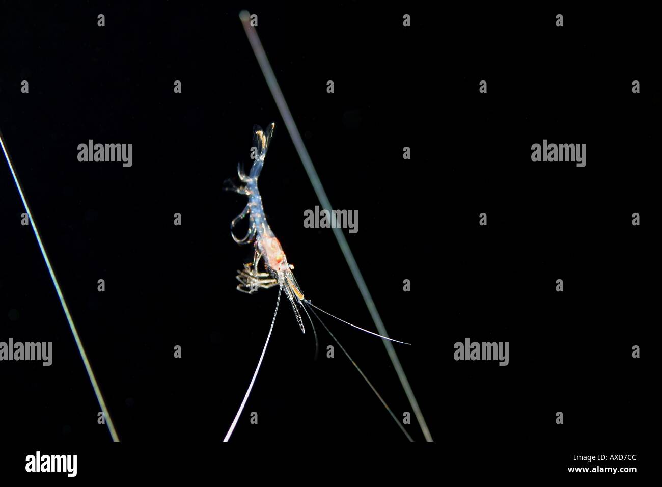 This tiny shrimp was photographed at night in open ocean several miles off the Big Island of Hawaii  Stock Photo