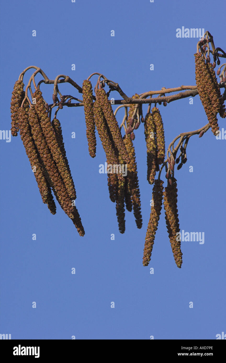 Alder catkins, Alnus glutinosa, blowing in the wind against a blue sky, male catkins. Stock Photo