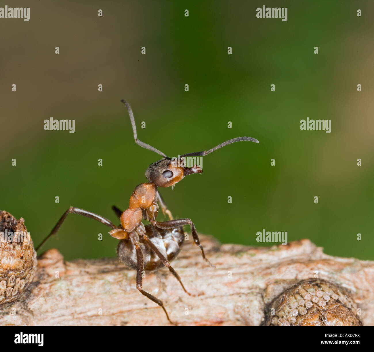 Wood ant Formica rufa defence posture Stock Photo Alamy