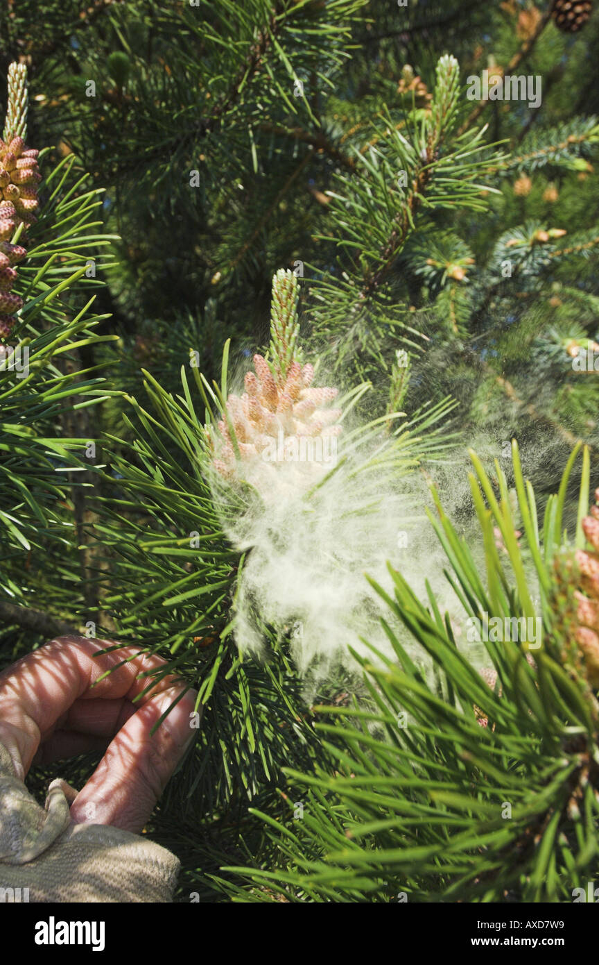 Scots pine tree, male flowers releasing pollen when shaken by hand ...