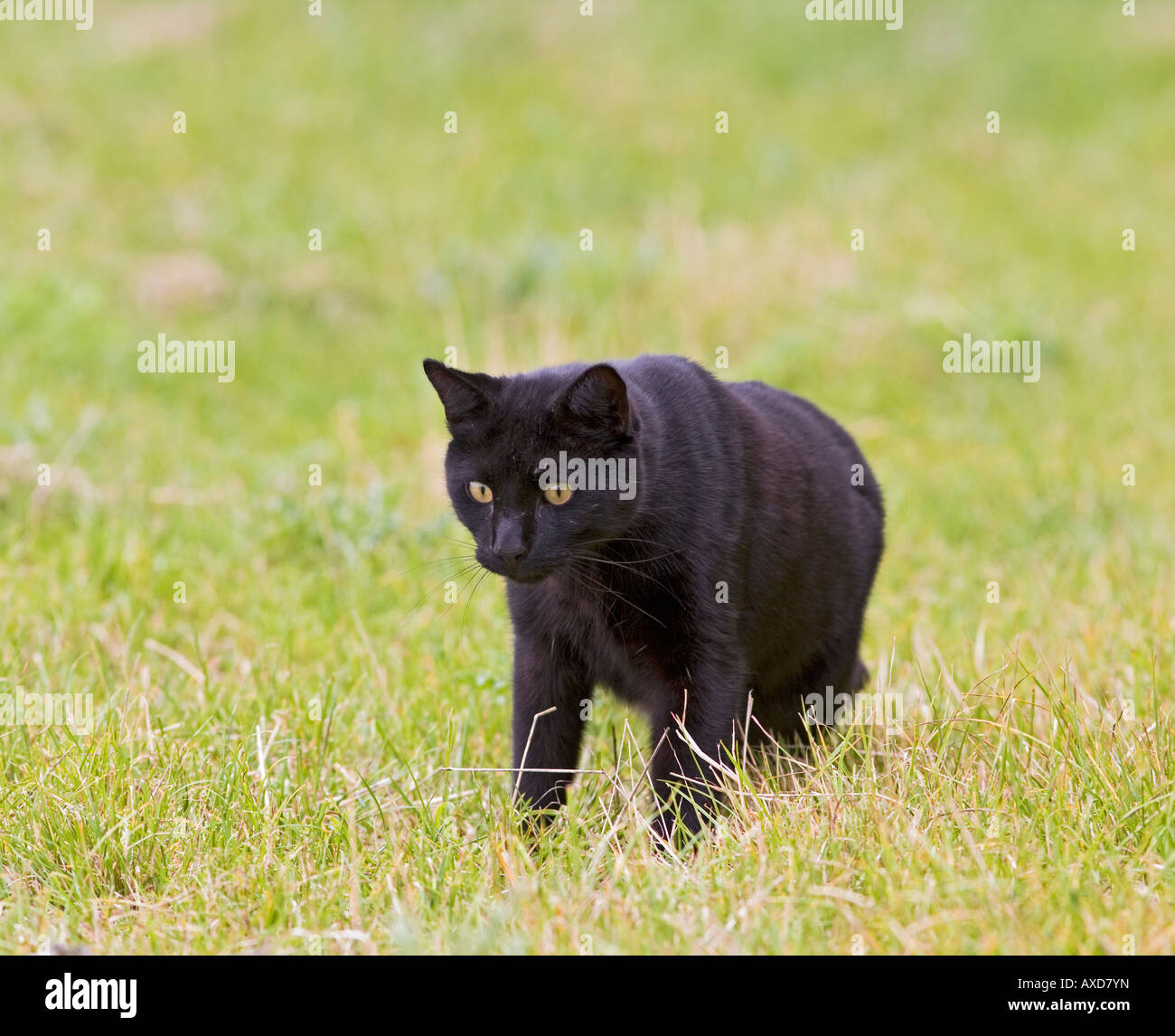 Domestic cat black feral cat hunting Stock Photo