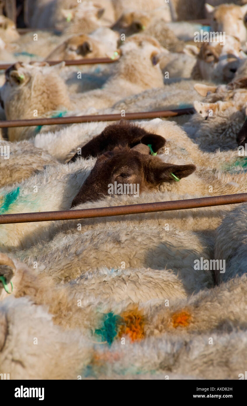 Penned sheep at the weekly livestock auction at Abergavenny Market Monmouthshire South Wales UK EU Stock Photo