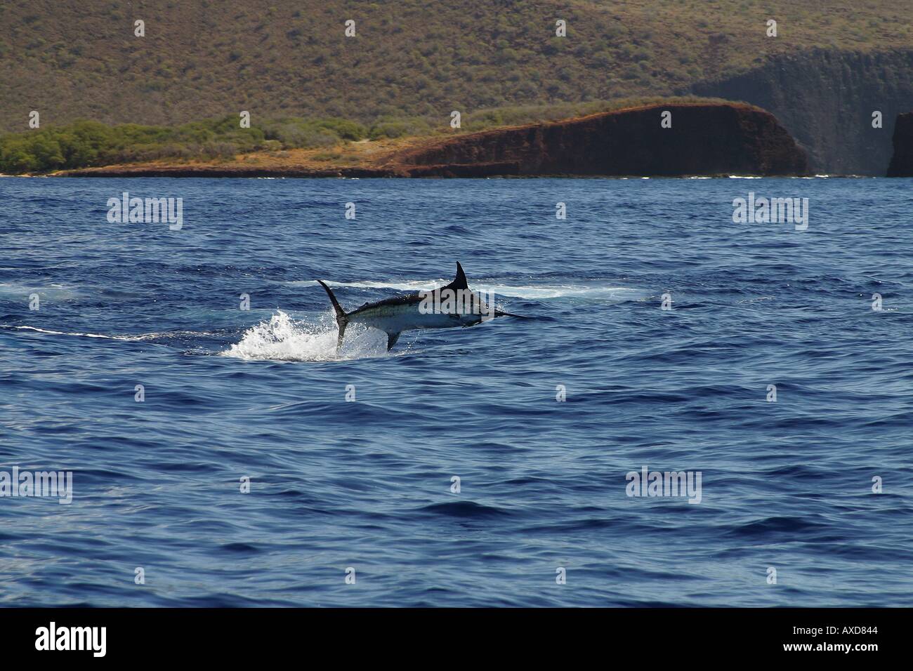 This blue marlin Makaira nigricans is on the hook and fighting The island of Lanai is in the background Hawaii  Stock Photo