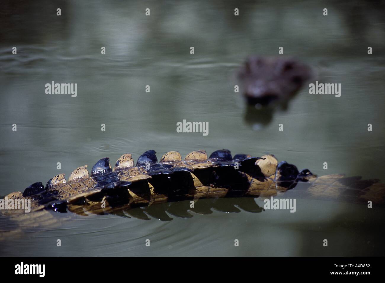 These saltwater crocodile Crocodylus porosus were photographed near Biak on Irian Jaya Indonesia  Stock Photo