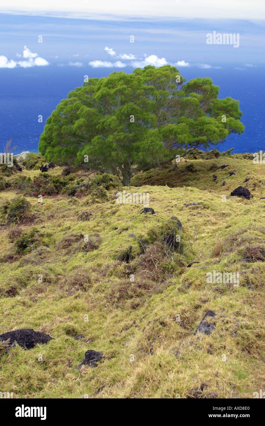 Haleakala National Park large Koa tree rare and endemic and the ocean