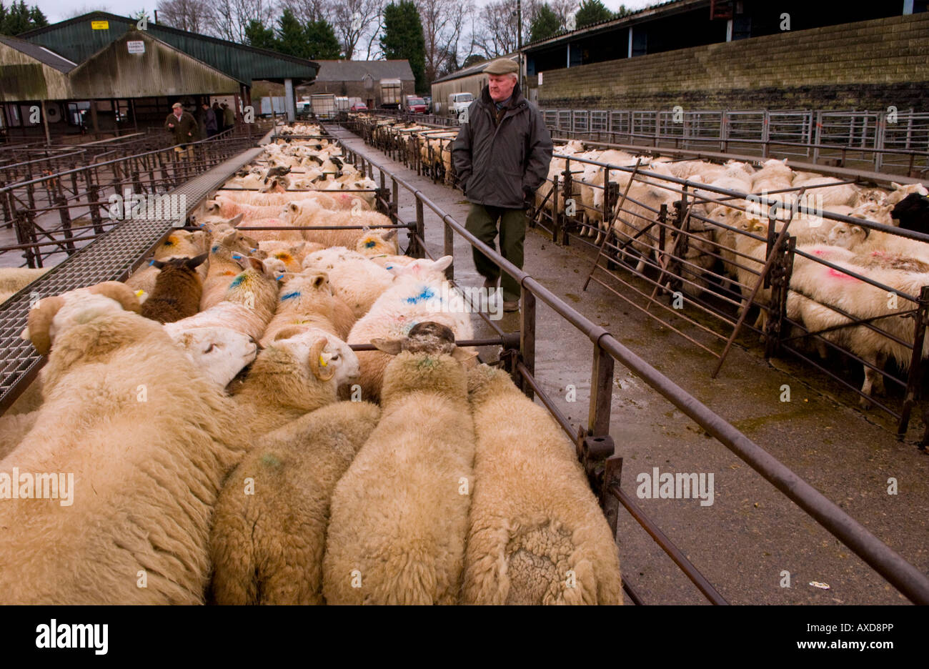Community livestock sheep pen hires stock photography and images Alamy