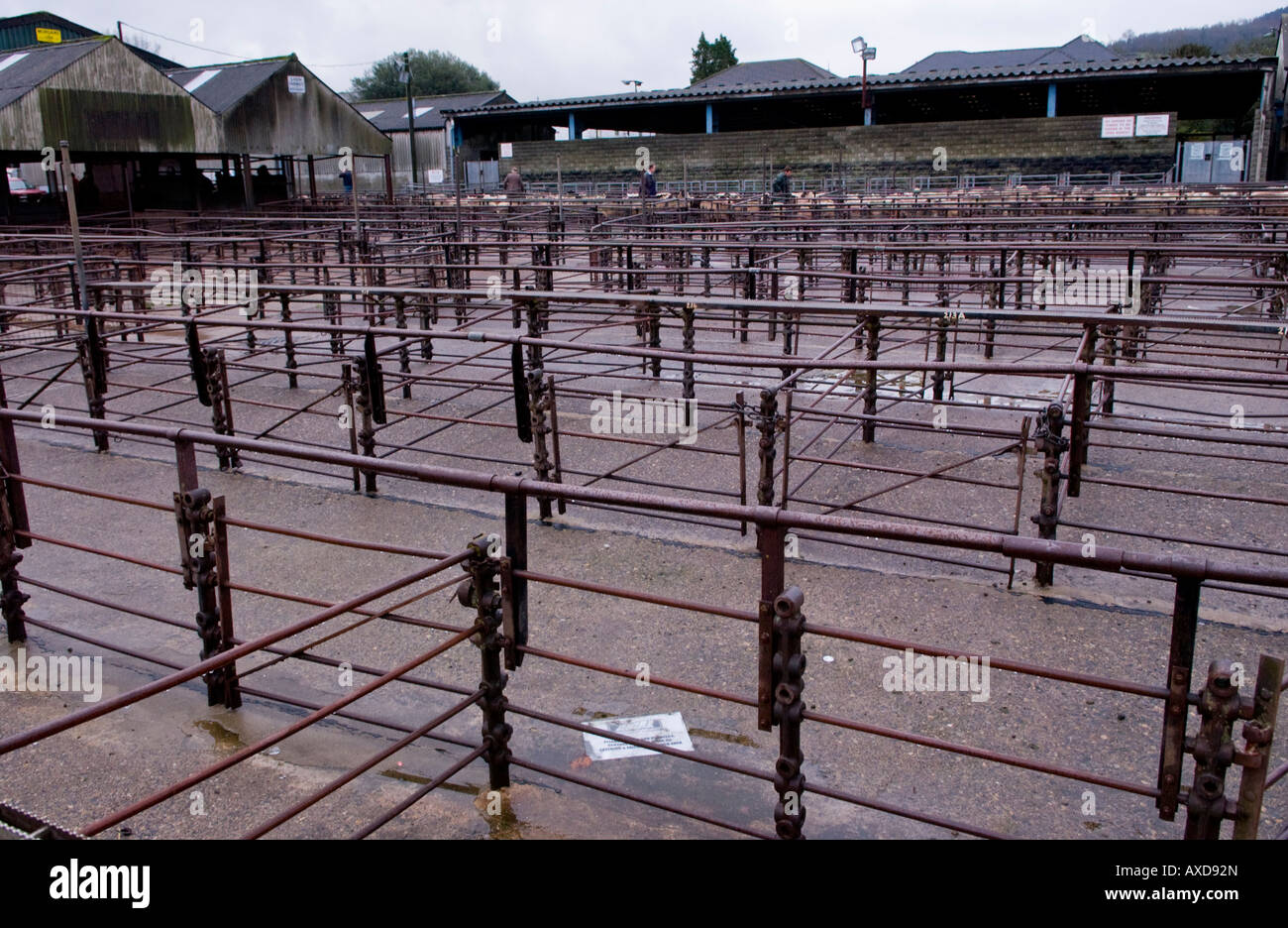 Empty pens at the weekly livestock auction at Abergavenny Market