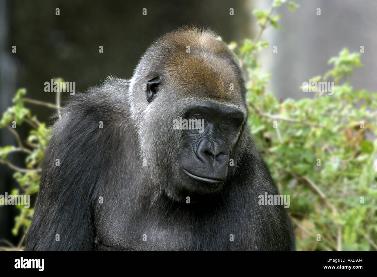 Gorilas Gorilla gorilla are the largest of all primates Africa Stock
