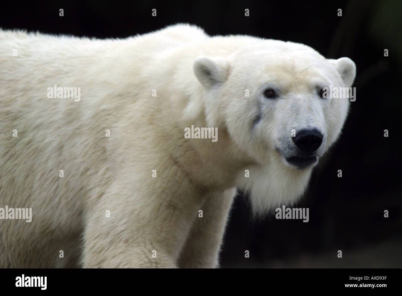 The polar bear Ursus maritimus rivals the Kodiak bear as the largest four footed carnivore on Earth  Stock Photo