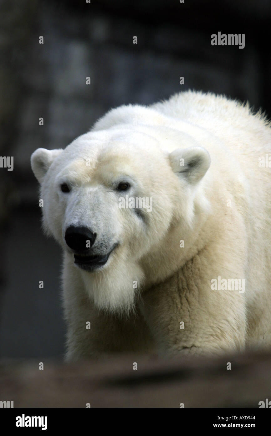 The polar bear Ursus maritimus rivals the Kodiak bear as the largest