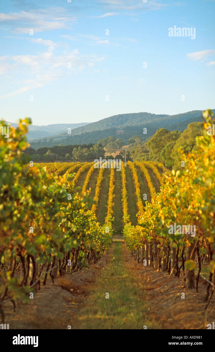Rows of grape vines at a vineyard in the Yarra Valley Victoria