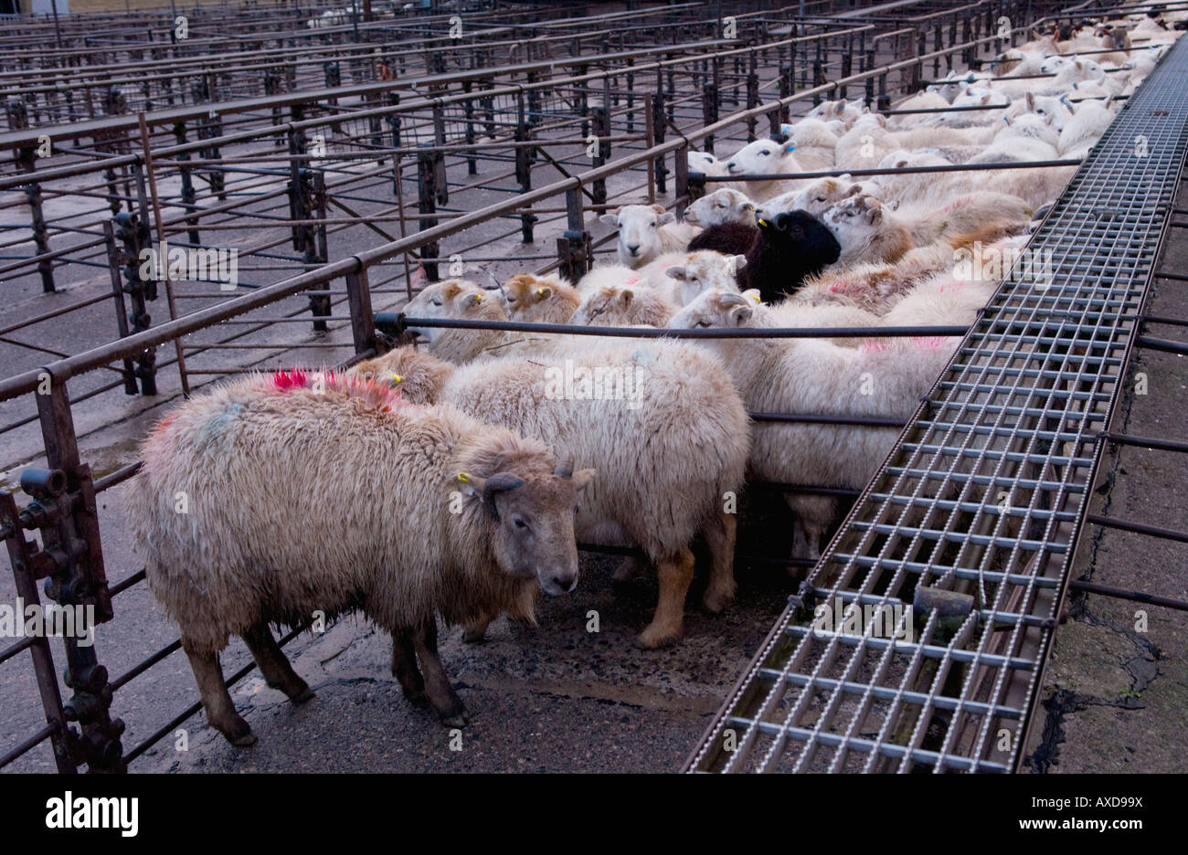Penned sheep at the weekly livestock auction at Abergavenny Market