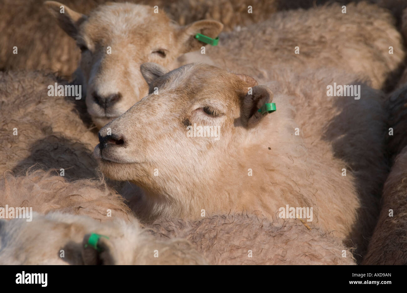 Weekly auction hires stock photography and images Alamy