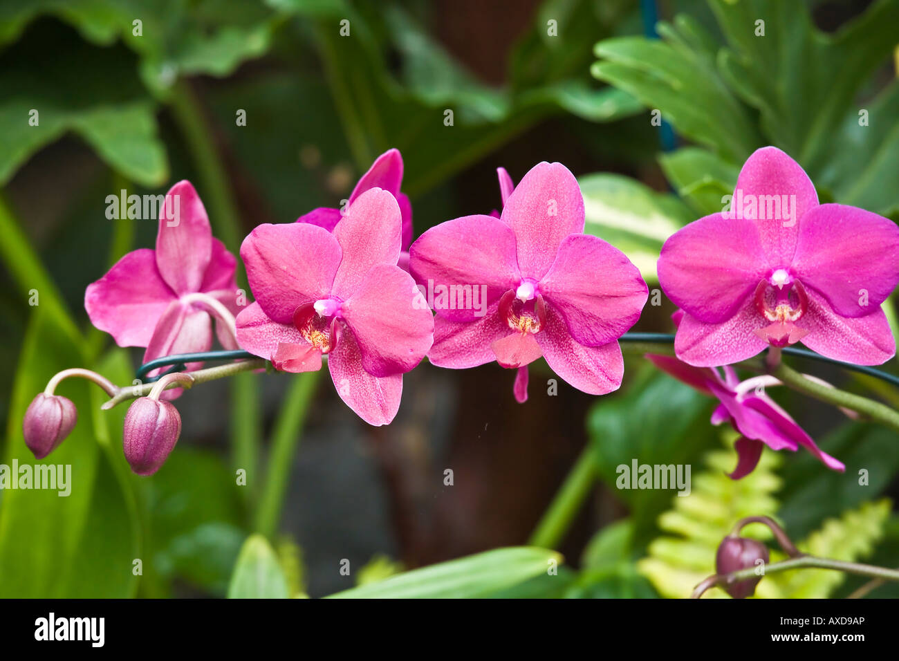 Purple orchids on display at the San Diego Wild Animal Park Stock Photo