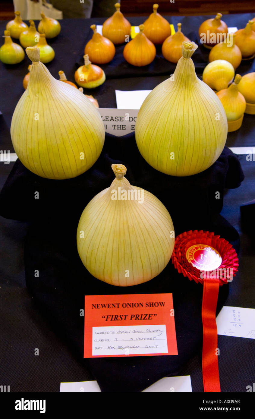 Onions in Newent Onion Show competition during annual Newent Onion