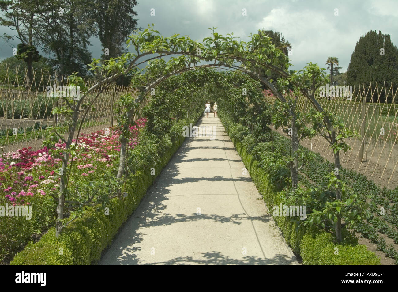 Espalier apple trees on arches in the Vegetable Garden of the Lost Gardens of Heligan, Cornwall, England UK Stock Photo