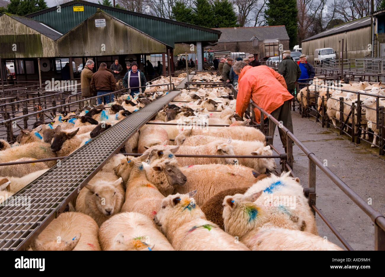 Penned sheep at the weekly livestock auction at Abergavenny Market
