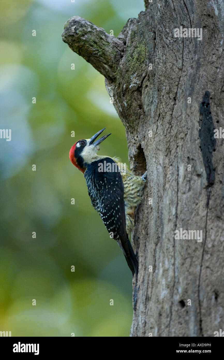Black-cheeked Woodpecker Melanerpes pucherani on tree Stock Photo