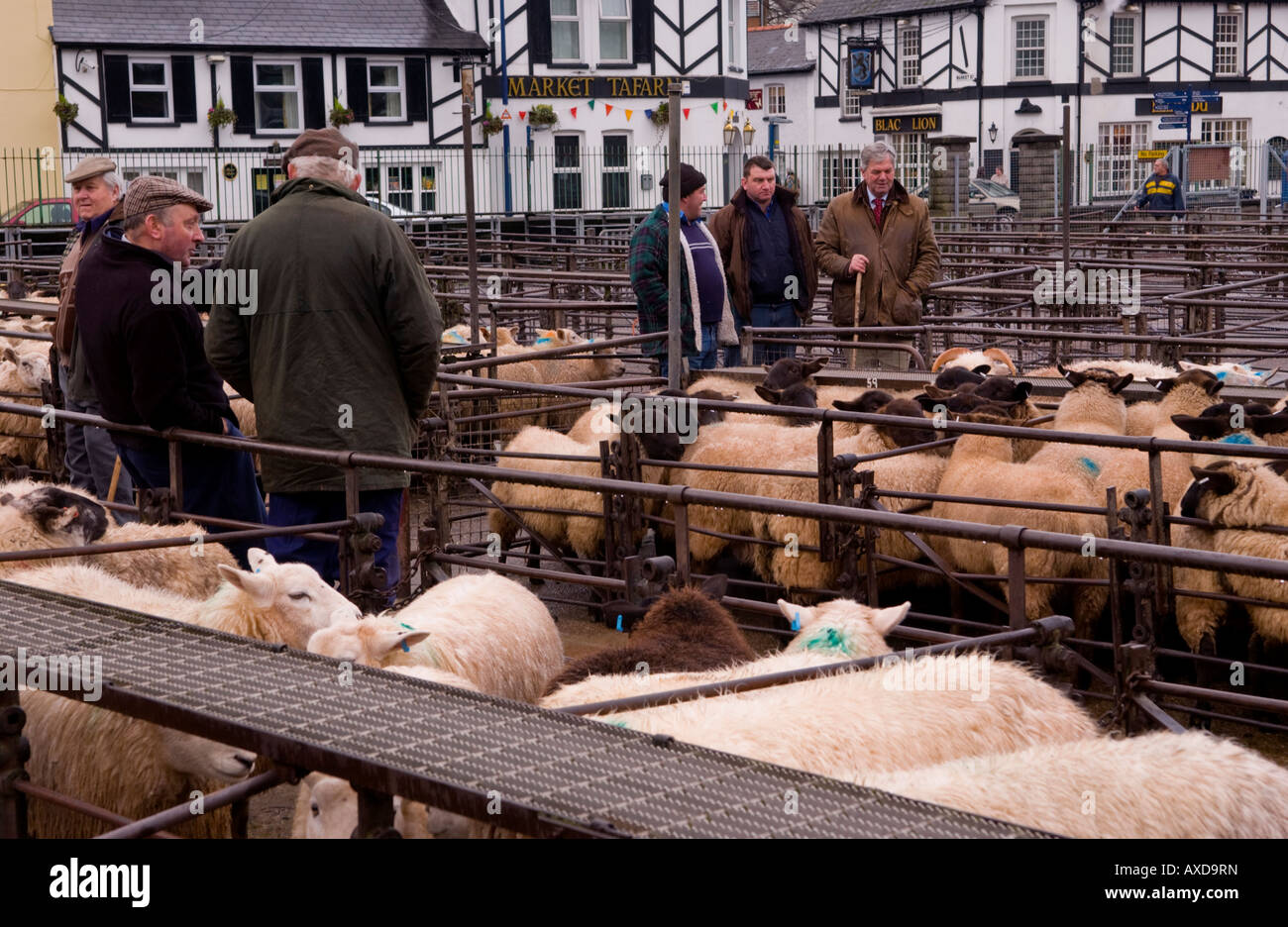 Penned sheep at the weekly livestock auction at Abergavenny Market