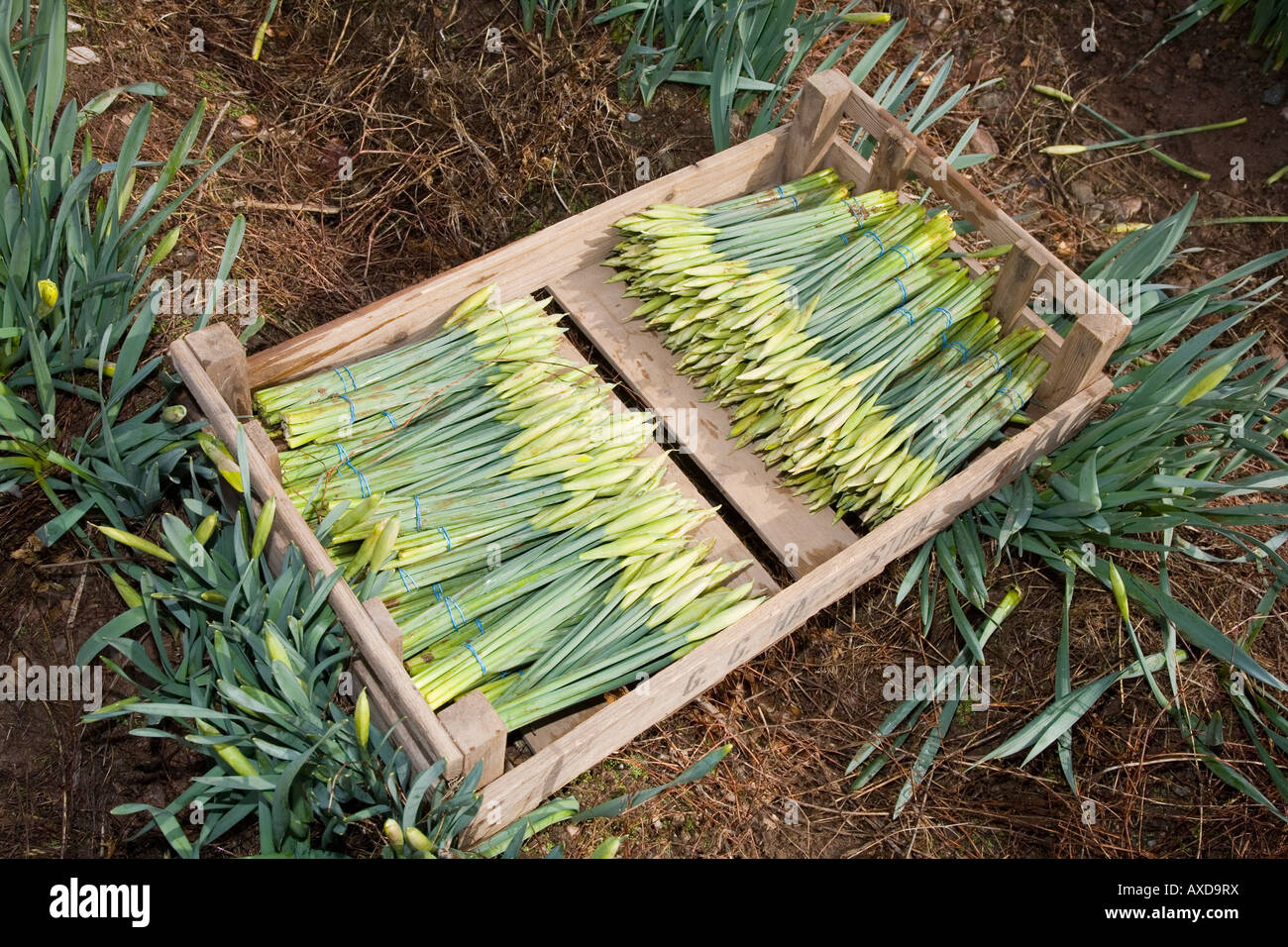 Daffodil Picking Fettercairn Stock Photo Alamy