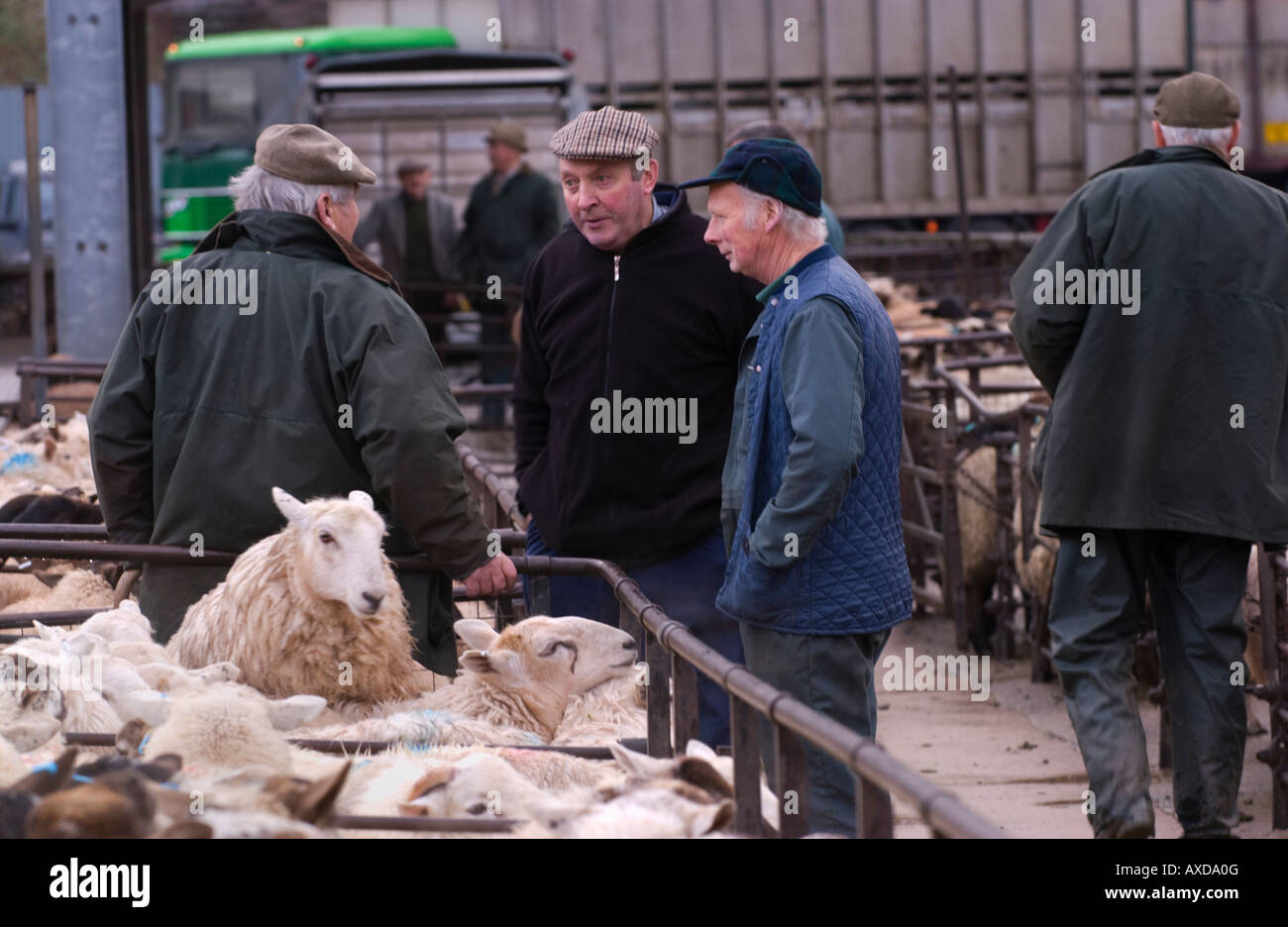 Community livestock sheep pen hires stock photography and images Alamy