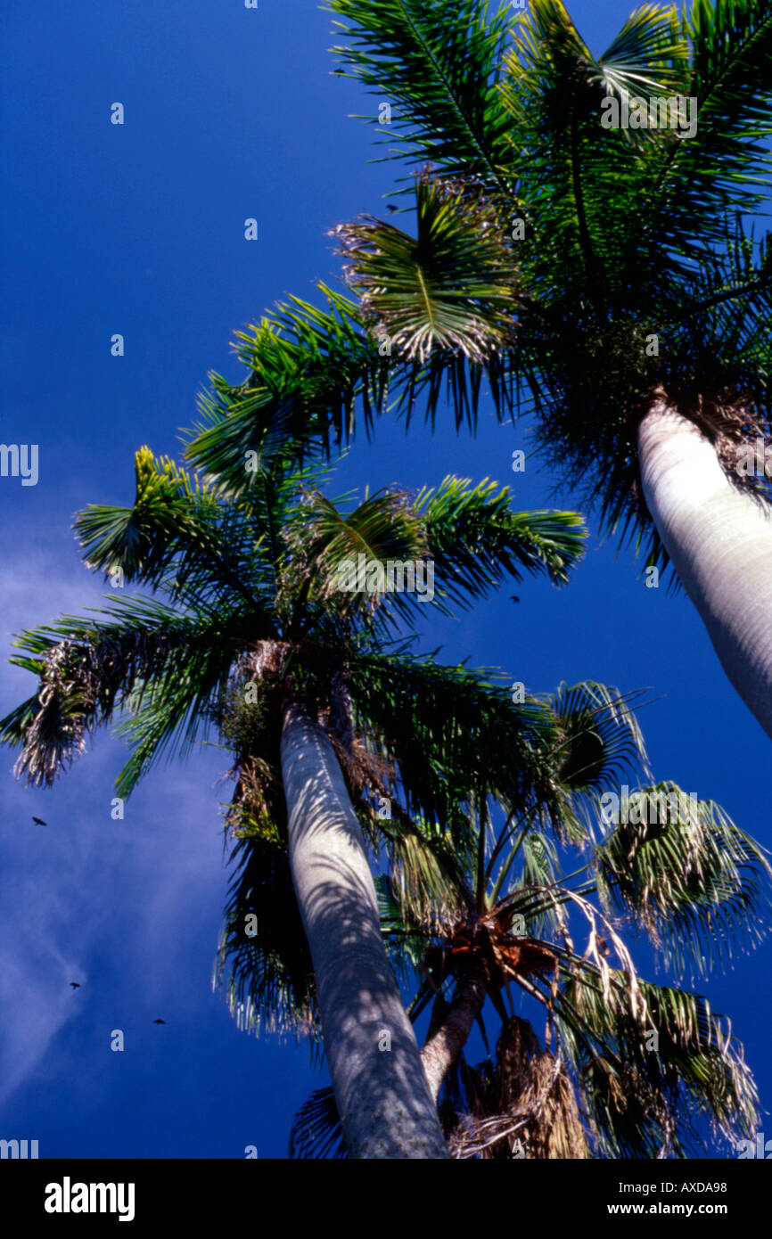 Florida USA and circling birds Stock Photo