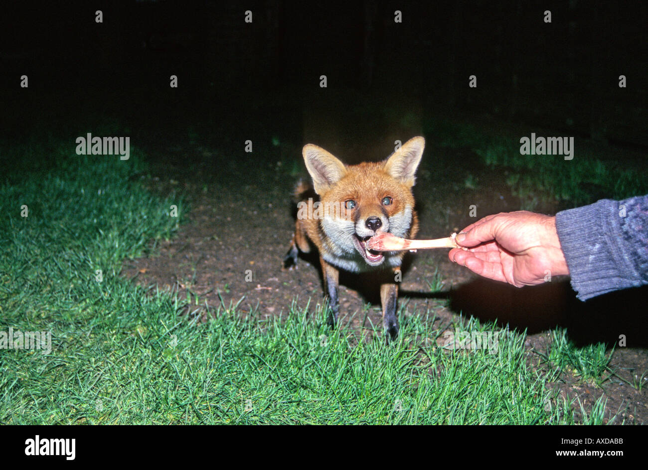 Hand feeding garden foxes (Vulpes vulpes Stock Photo Alamy
