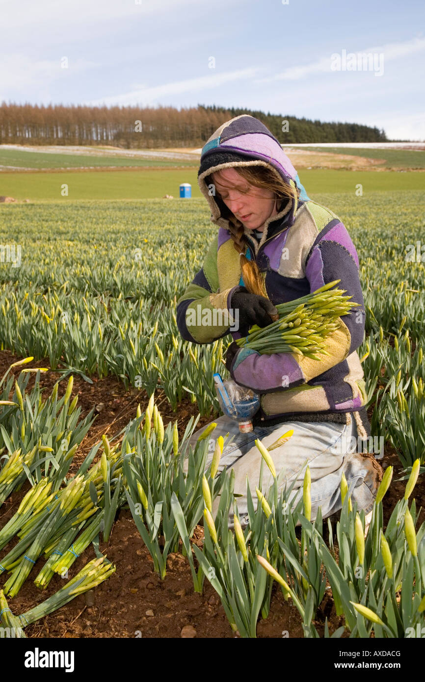 Daffodil growing  Fields of commercially grown farmed daffodils in Morayshire, north-eastern Scotland UK Stock Photo