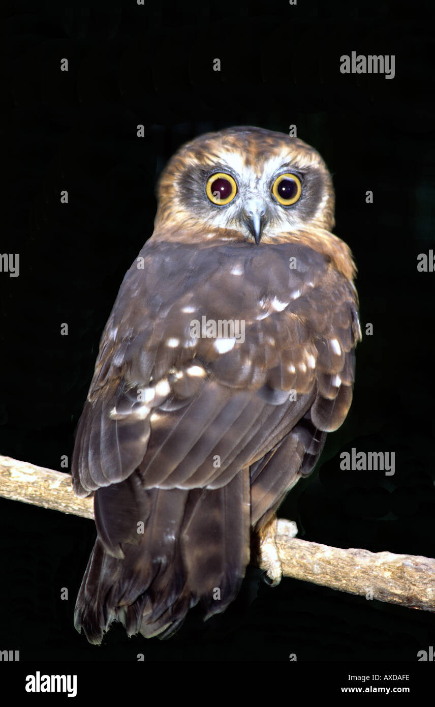 Boobook Owl (Ninox novaeseelandiae) Stock Photo
