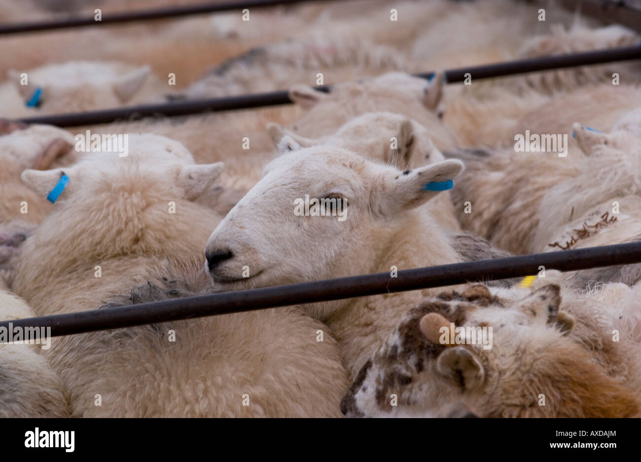Penned sheep at the weekly livestock auction at Abergavenny Market