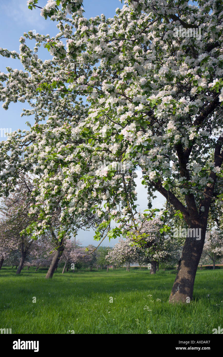 Hereford cider orchard hires stock photography and images Alamy