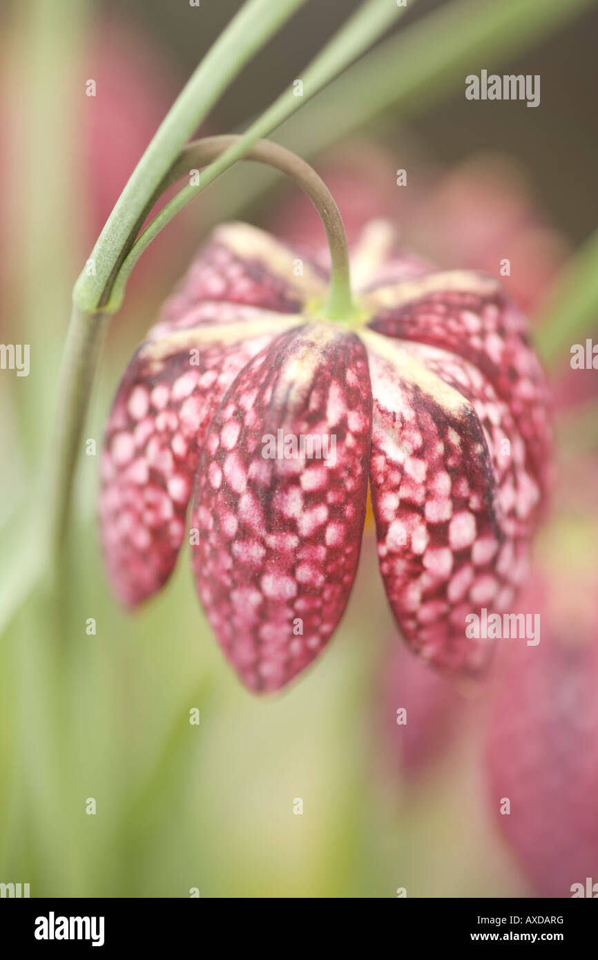 Spring flower close up photograph of the flower the checkered head of a Snake s Head Fritillary Fritillaria meleagris UK Stock Photo