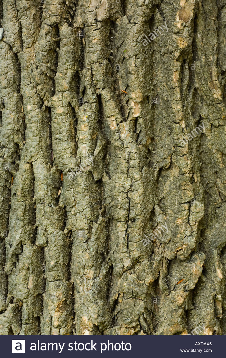 Sugar Maple Tree Bark
