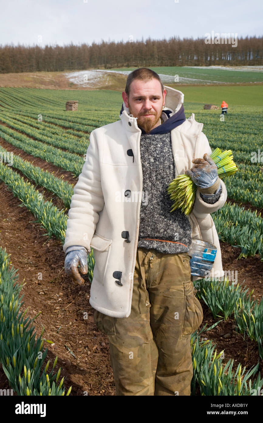 Commercial flowers; migrant Daffodil picker, picking and harvesting spring daffodil blooms in Scottish farm field Montrose Basin, Aberdeenshire, UK Stock Photo