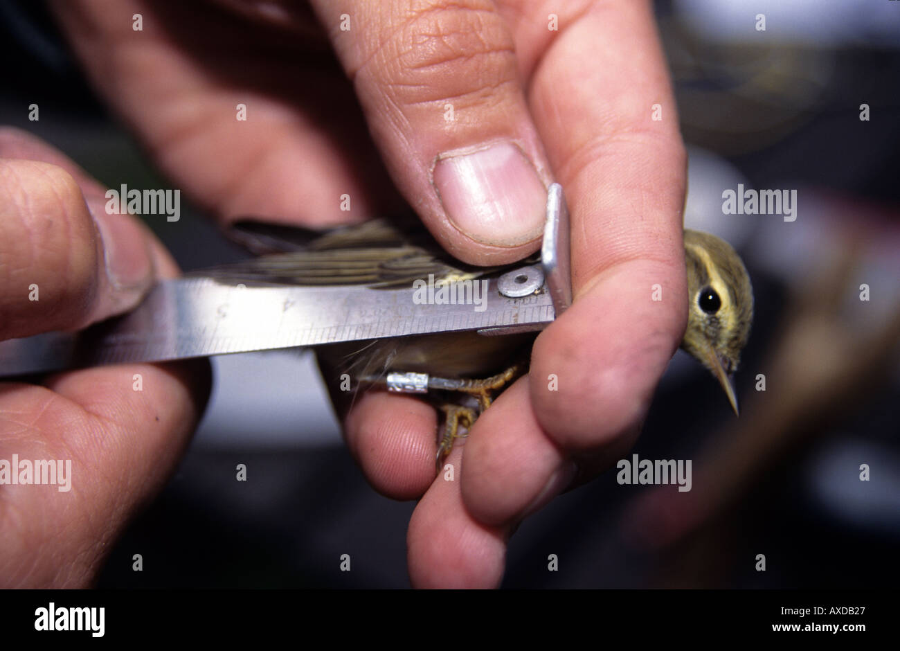 Warbler Ringing Ringing / banding a willow warbler Phylloscopos trochilus Stock Photo ...